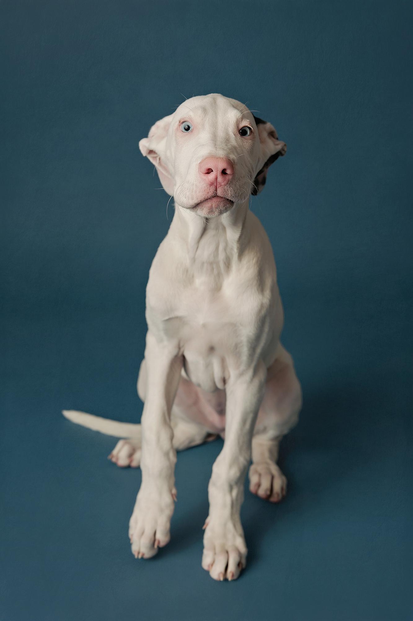 Calgary studio pet photography: Curious white mixed-breed puppy with heterochromatic eyes sitting upright and tilting its head inquisitively against a deep teal studio background